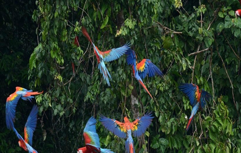 Tambopata 3 Días y 2 Noches